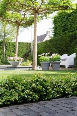 BerryBux Blauwe Bes (Vaccinium Angustifolium ’BerryBux') -Green Roots Exporteren Winkel berrybux heg bloei hr 4095