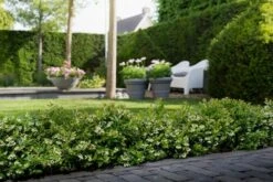 BerryBux Blauwe Bes (Vaccinium Angustifolium ’BerryBux') -Green Roots Exporteren Winkel berrybux heg bloei hr 4057 2