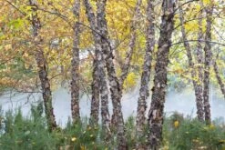 Zwarte Berk (Betula Nigra) -Green Roots Exporteren Winkel betula nigra01