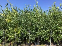 Meerstammige Berk (Betula Pendula) -Green Roots Exporteren Winkel betula pendula 200 250cm meerstammig