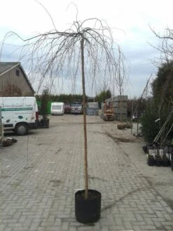 Prieelberk (Betula Pendula 'Youngii') -Green Roots Exporteren Winkel betula pendula youngi