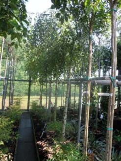 Prieelberk (Betula Pendula 'Youngii') -Green Roots Exporteren Winkel betula pendula youngii 14 16ho cont