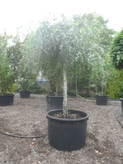 Prieelberk (Betula Pendula 'Youngii') -Green Roots Exporteren Winkel betula pendula youngii 30 35ho c750