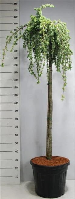 Treurceder Op Stam (Cedrus Libani 'Glauca Pendula') -Green Roots Exporteren Winkel bf626bb3ffe06d8a36e0e5cfc965630a 1