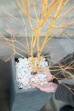 Japanse Esdoorn (Acer Palmatum 'Bi Hoo') -Green Roots Exporteren Winkel bi hoo 1