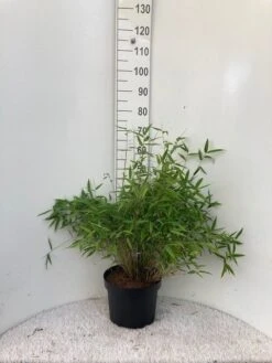 Niet Woekerende Bamboe (Fargesia Murieliae 'Bimbo') -Green Roots Exporteren Winkel bimbo c10 1