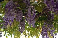 Blauwe Regen (Wisteria Sinensis 'Prolific') -Green Roots Exporteren Winkel blauweregen