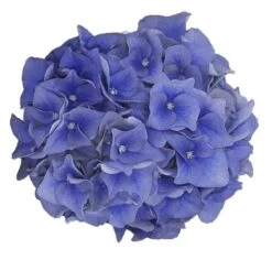 Hortensia Blue Ballad (Hydrangea 'Music Collection') -Green Roots Exporteren Winkel blue ballad 2