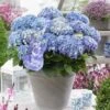 Hortensia Blue Ballad (Hydrangea 'Music Collection')
