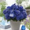 Hortensia Blue Boogiewoogie (Hydrangea 'Music Collection')