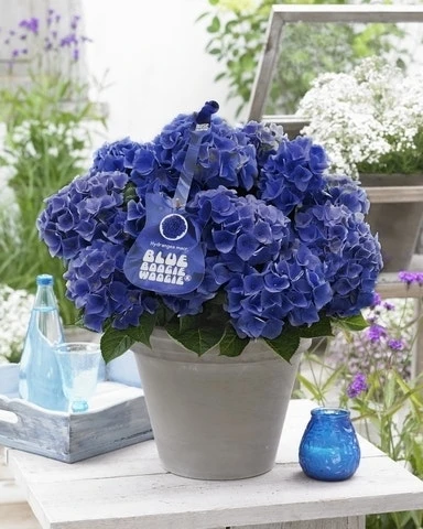 Hortensia Blue Boogiewoogie (Hydrangea 'Music Collection') 1 Hortensia Blue Boogiewoogie (Hydrangea 'Music Collection')