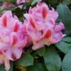 Rhododendron (Rhododendron 'Furnivall's Daughter')