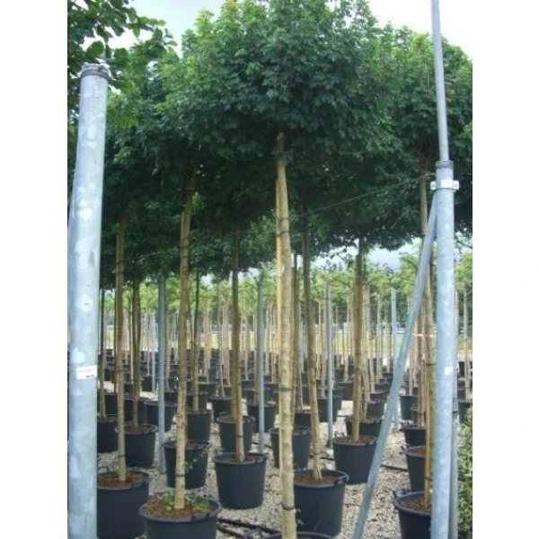 Esdoorn (Acer Campestre 'Elsrijk') 2 Esdoorn (Acer Campestre 'Elsrijk') - Afbeelding 2