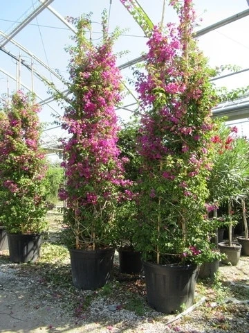 Bougainvillea Als Struik (Bougainvillea Glabra) 4 Bougainvillea Als Struik (Bougainvillea Glabra) - Afbeelding 4