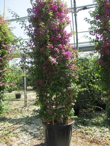 Bougainvillea Als Struik (Bougainvillea Glabra) 2 Bougainvillea Als Struik (Bougainvillea Glabra) - Afbeelding 2