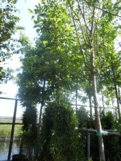 Papiermoerbei (Broussonetia Papyrifera) -Green Roots Exporteren Winkel broussonetia papyrifera 16 18ho cont