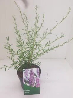 Vlinderstruik (Buddleja Alternifolia) -Green Roots Exporteren Winkel budd alternifolia 1