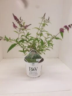 Vlinderstruik (Buddleja 'Miss Ruby') -Green Roots Exporteren Winkel budd miss ruby 1