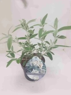 Vlinderstruik (Buddleja 'Silver Anniversary') -Green Roots Exporteren Winkel budd silver annieversary