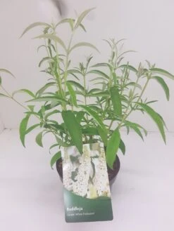 Vlinderstruik (Buddleja Davidii 'White Profusion') -Green Roots Exporteren Winkel budd white profusion 1