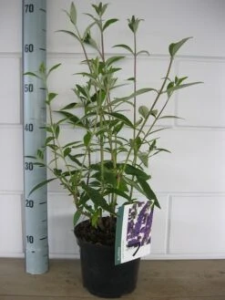 Vlinderstruik (Buddleja Davidii 'Black Knight') -Green Roots Exporteren Winkel buddleja black knight c3 10 7 2016 2