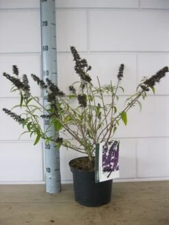 Vlinderstruik (Buddleja Davidii 'Black Knight') -Green Roots Exporteren Winkel buddleja black knight c3 23 10 2018 2