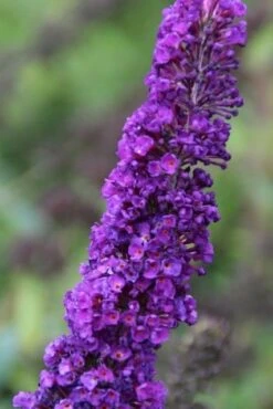 Nieuwe uitgaven -Green Roots Exporteren Winkel buddleja davidii black knight 2