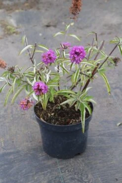 Vlinderstruik (Buddleja Davidii Petite 'Tutti Frutti') -Green Roots Exporteren Winkel buddleja davidii petite tutti fruitti 2 3.00 vita nova