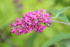 Vlinderstruik (Buddleja 'Miss Ruby') -Green Roots Exporteren Winkel buddleja miss ruby 2