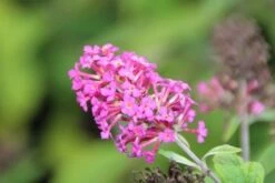 Vlinderstruik (Buddleja 'Miss Ruby') -Green Roots Exporteren Winkel buddleja miss ruby 5 1