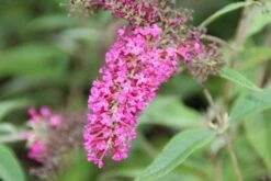 Vlinderstruik (Buddleja 'Miss Ruby') -Green Roots Exporteren Winkel buddleja miss ruby 6 1