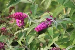 Vlinderstruik (Buddleja 'Miss Ruby') -Green Roots Exporteren Winkel buddleja miss ruby 7