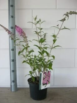 Vlinderstruik (Buddleja Davidii 'Pink Delight') 16 Vlinderstruik (Buddleja Davidii 'Pink Delight') -Green Roots Exporteren Winkel buddleja pink delight c3 bloem 19 7 2016 1