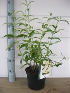 Vlinderstruik (Buddleja Davidii 'White Profusion') -Green Roots Exporteren Winkel buddleja white profusion c3 10 7 2016 1