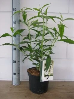 Vlinderstruik (Buddleja Davidii 'White Profusion') -Green Roots Exporteren Winkel buddleja white profusion c3 5 6 2018 1