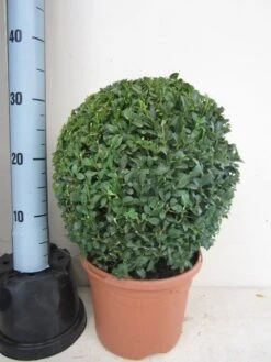 Buxusbol (Buxus Sempervirens, Bolvorm) -Green Roots Exporteren Winkel buxus 30 cm bol