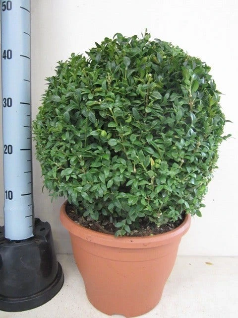 Buxusbol (Buxus Sempervirens, Bolvorm) 18 Buxusbol (Buxus Sempervirens, Bolvorm) - Afbeelding 18