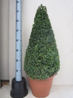 Buxus Als Pyramide (Buxus Sempervirens) -Green Roots Exporteren Winkel buxus 50 60 pyramide