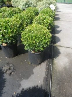 Buxus Meeneemhaag (Buxus Microphylla 'Faulkner') -Green Roots Exporteren Winkel buxus microphylla faulkner bol 25 30 1