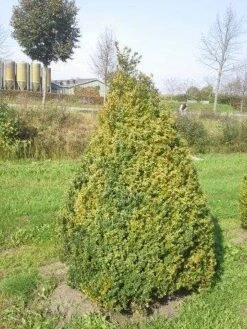Buxus Als Pyramide (Buxus Sempervirens) -Green Roots Exporteren Winkel buxus semp 160 180