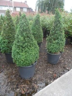 Buxus Als Pyramide (Buxus Sempervirens) -Green Roots Exporteren Winkel buxus sempervirens 60 80 100 c35 pyramide 1