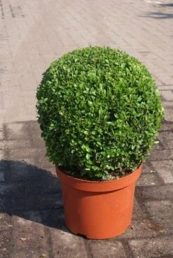 Buxusbol (Buxus Sempervirens, Bolvorm) -Green Roots Exporteren Winkel buxus sempervirens bol