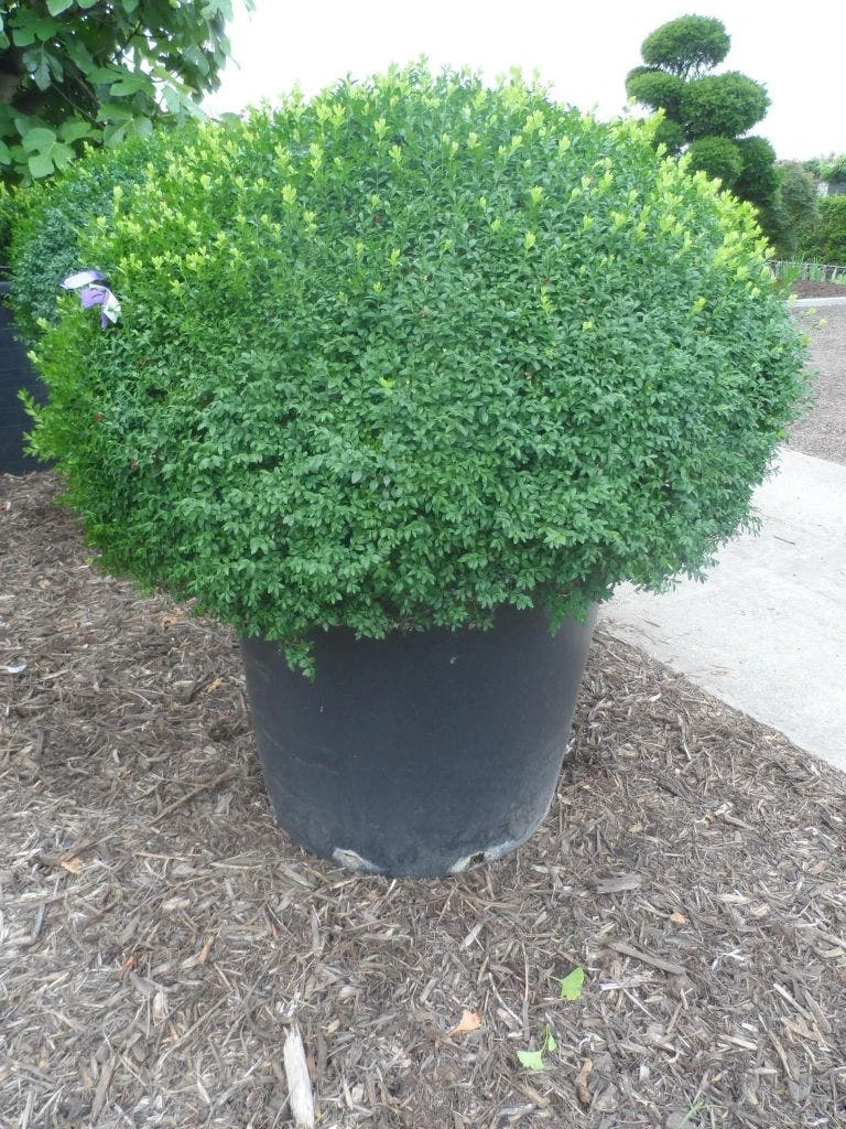 Buxusbol (Buxus Sempervirens, Bolvorm) 14 Buxusbol (Buxus Sempervirens, Bolvorm) - Afbeelding 14