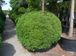 Buxusbol (Buxus Sempervirens, Bolvorm) -Green Roots Exporteren Winkel buxus sempervirens bol 140 160