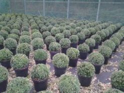 Buxusbol (Buxus Sempervirens, Bolvorm) -Green Roots Exporteren Winkel buxus sempervirens bol 20 25 30 c7 10