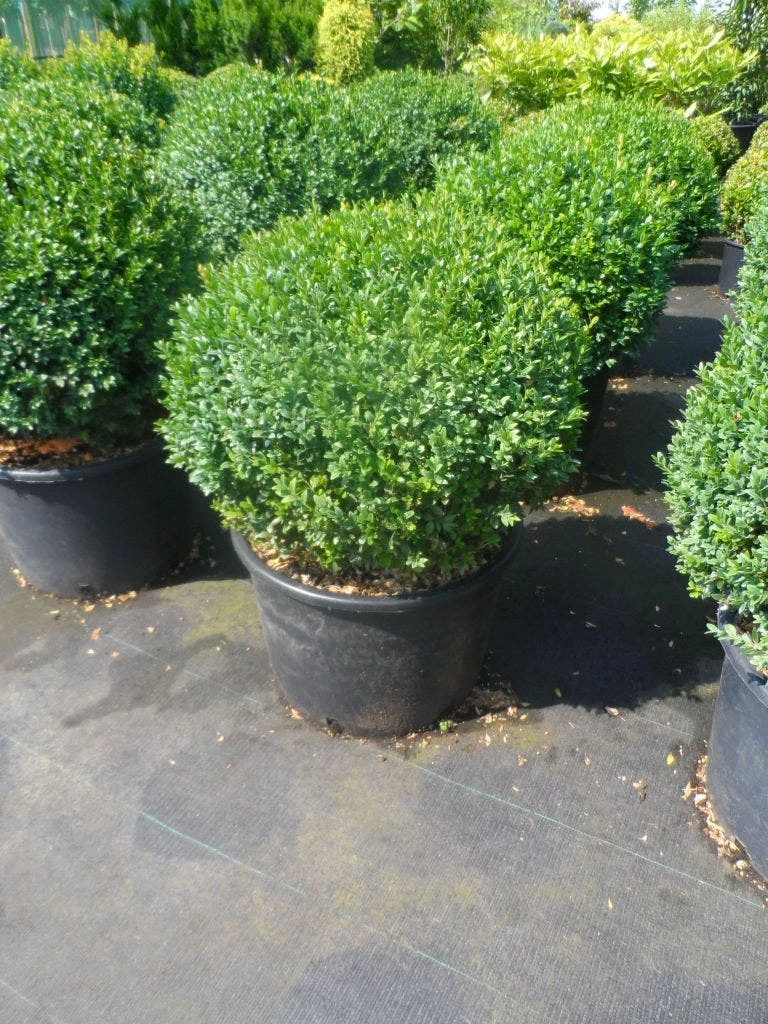 Buxusbol (Buxus Sempervirens, Bolvorm) 10 Buxusbol (Buxus Sempervirens, Bolvorm) - Afbeelding 10