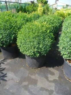 Buxusbol (Buxus Sempervirens, Bolvorm) 30 Buxusbol (Buxus Sempervirens, Bolvorm) -Green Roots Exporteren Winkel buxus sempervirens bol 50 60 1