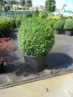 Buxusbol (Buxus Sempervirens, Bolvorm) -Green Roots Exporteren Winkel buxus sempervirens bol 70 80