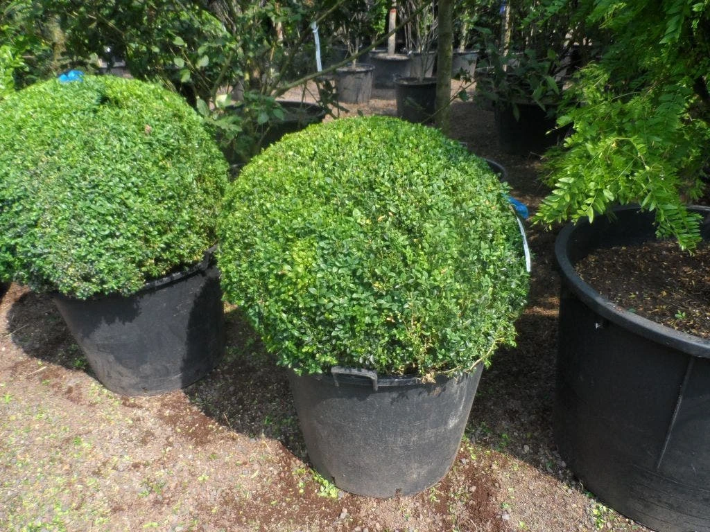 Buxusbol (Buxus Sempervirens, Bolvorm) 13 Buxusbol (Buxus Sempervirens, Bolvorm) - Afbeelding 13
