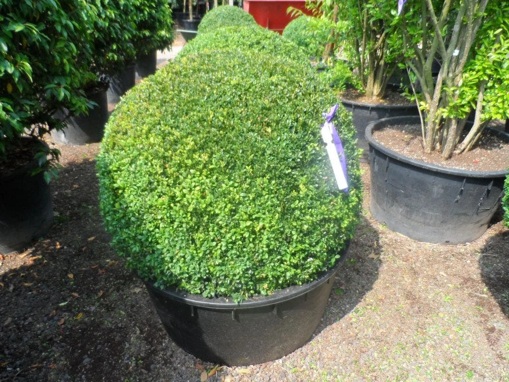 Buxusbol (Buxus Sempervirens, Bolvorm) 6 Buxusbol (Buxus Sempervirens, Bolvorm) - Afbeelding 6